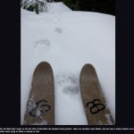 Dave Chenault uses Hoks on traverse of the Bob Marshall Wilderness in Montana Dave-C-and-Bear-tracks_